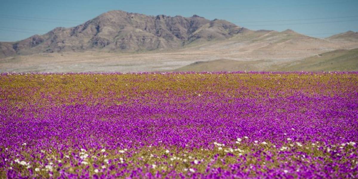 Dos personas fallecidas dejó accidente tras paseo al Desierto Florido Dos personas fallecidas dejó accidente tras paseo al Desierto Florido