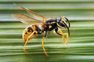 avispa chaqueta amarilla (Vespula germanica)