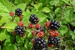 la zarzamora (Rubus spp.)