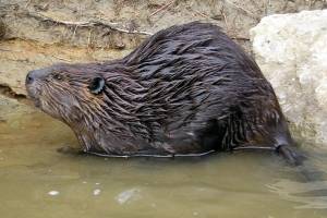 Castor canadensis