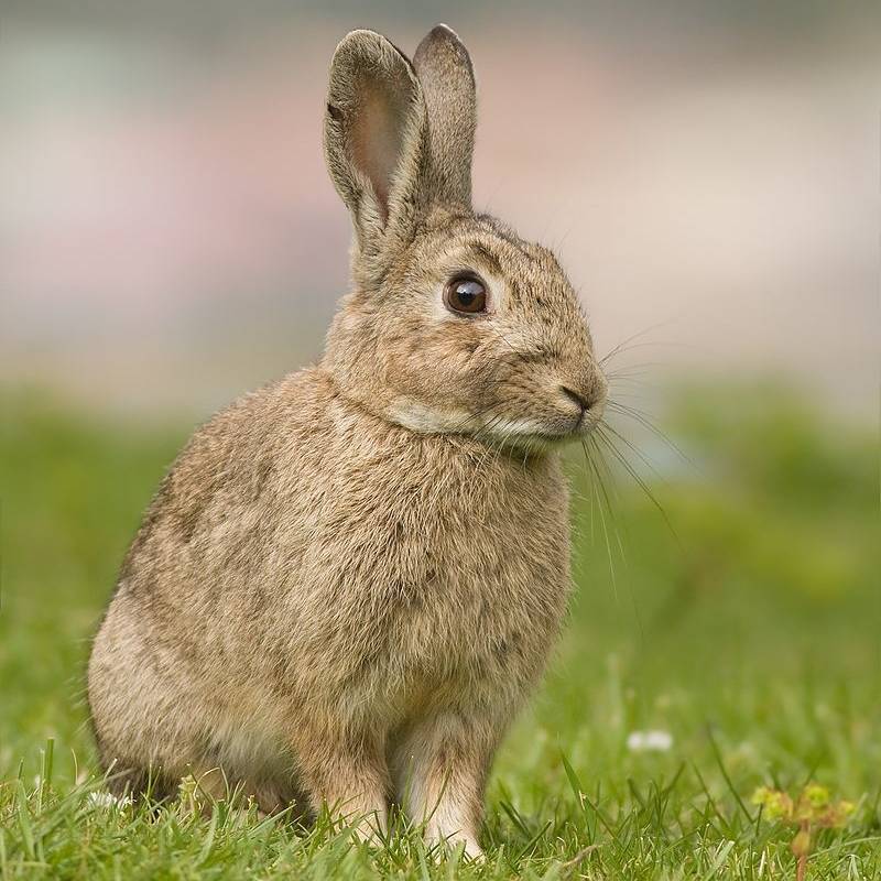 conejo (Oryctolagus cuniculus)