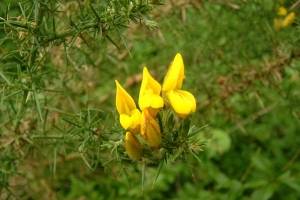 espinillo (Ulex europaeus)