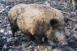 Jabalí (Sus scrofa)