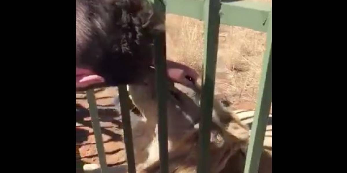 Un león muerde la mano de un deportista británico en Sudáfrica