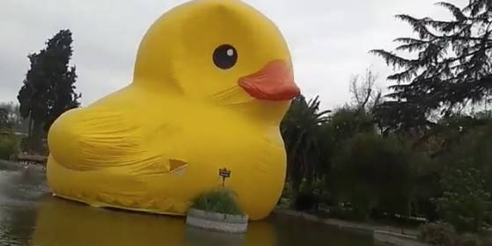 Rubber Duck