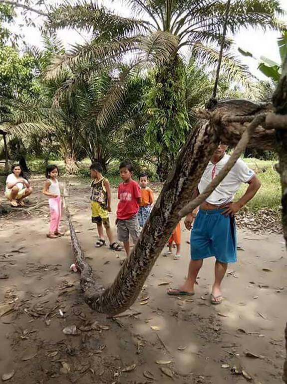 Pitón gigante