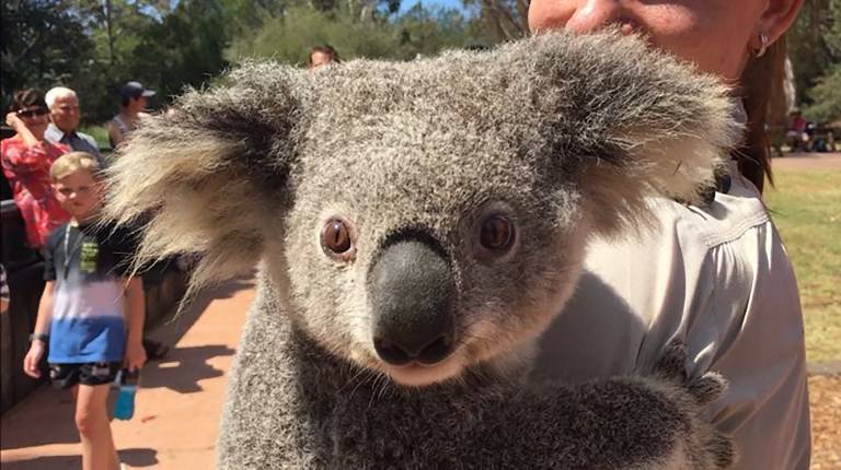 koala