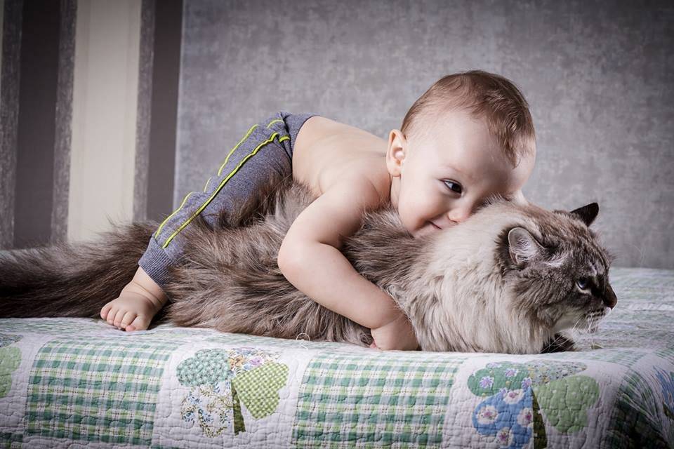 Alimentos para Animales