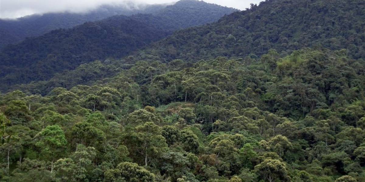 Bosque nublado de Quito se postula como reserva de biosfera de Unesco