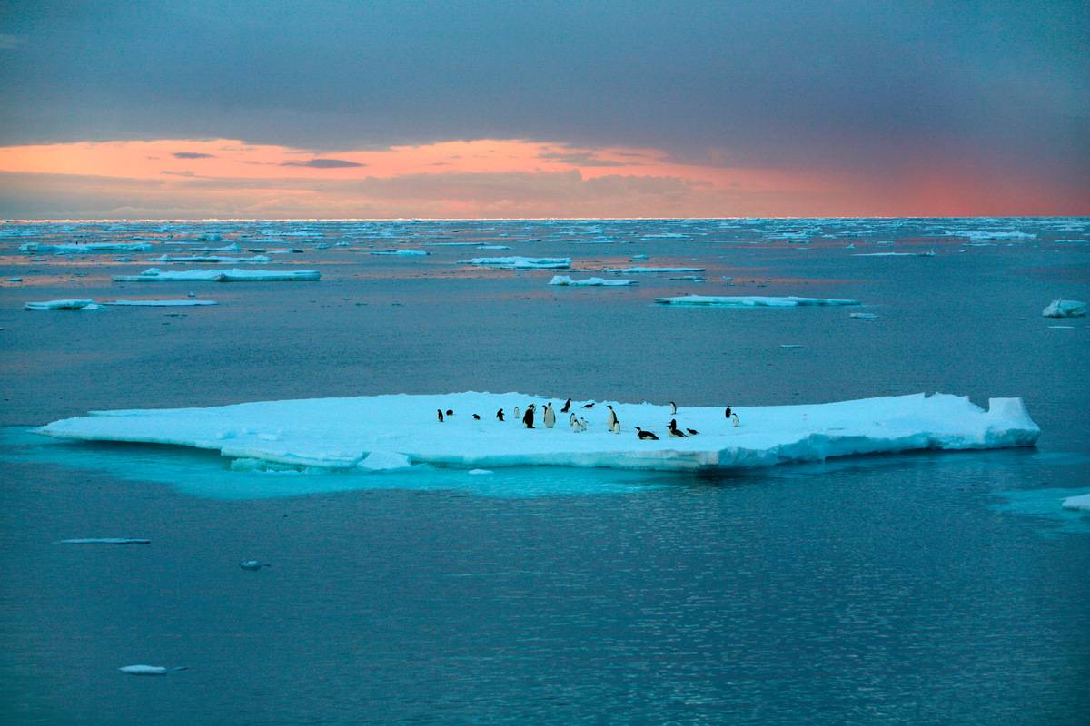 Pingüinos