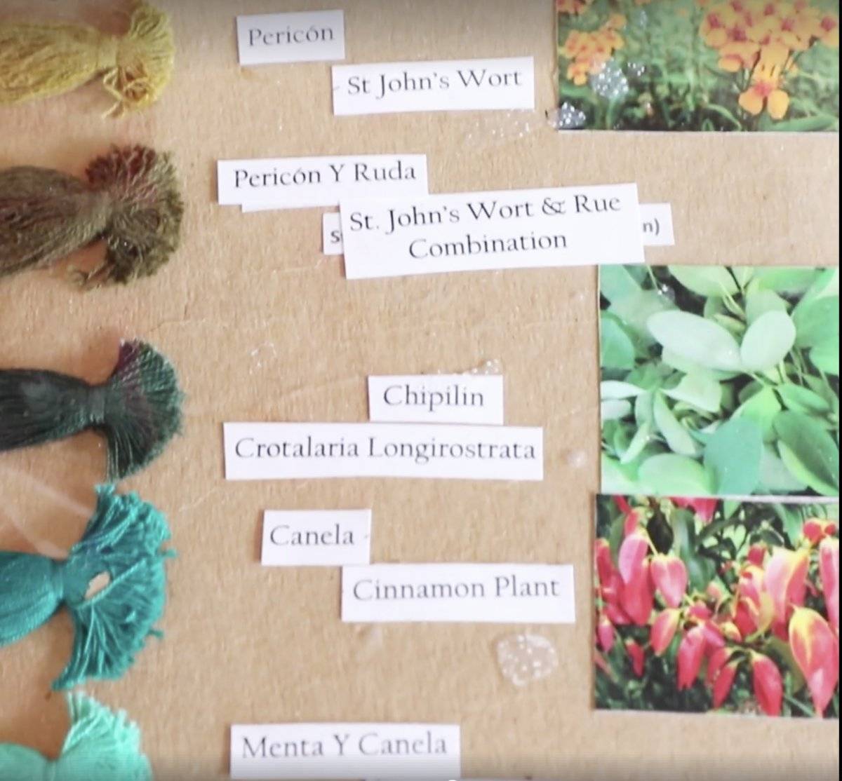 plantas