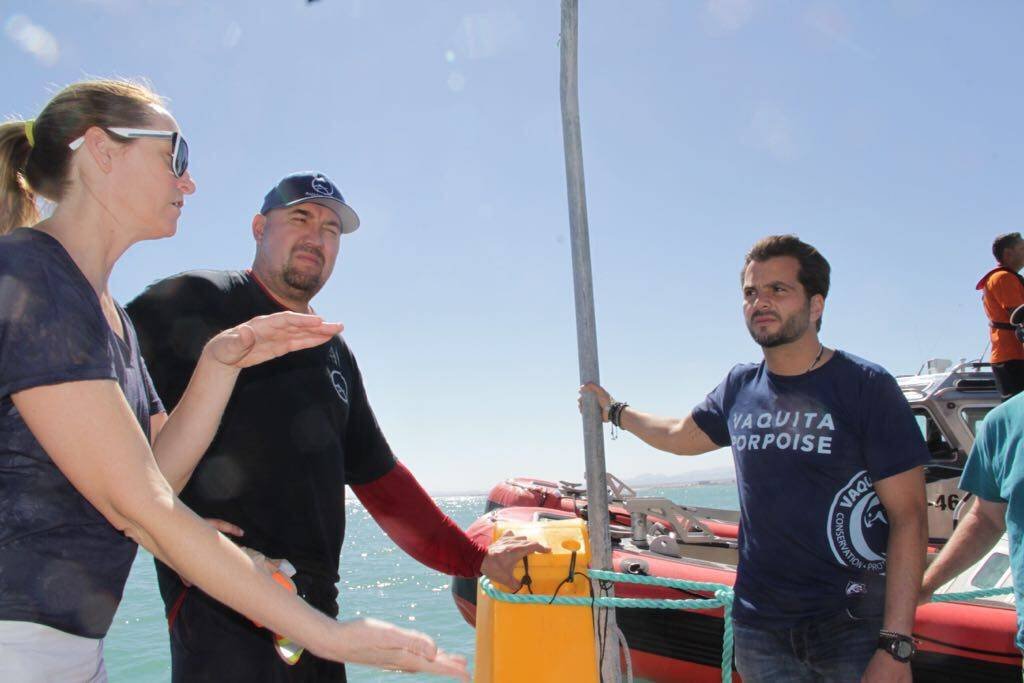 Vaquita