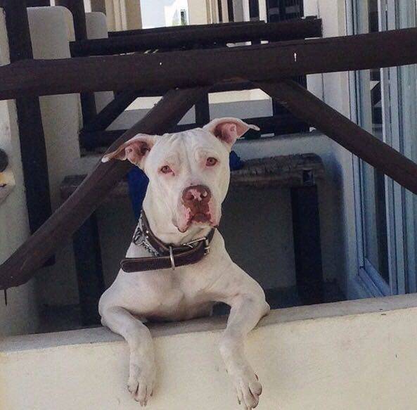 Pide, a través de Facebook, le regresen el perro que le robaron