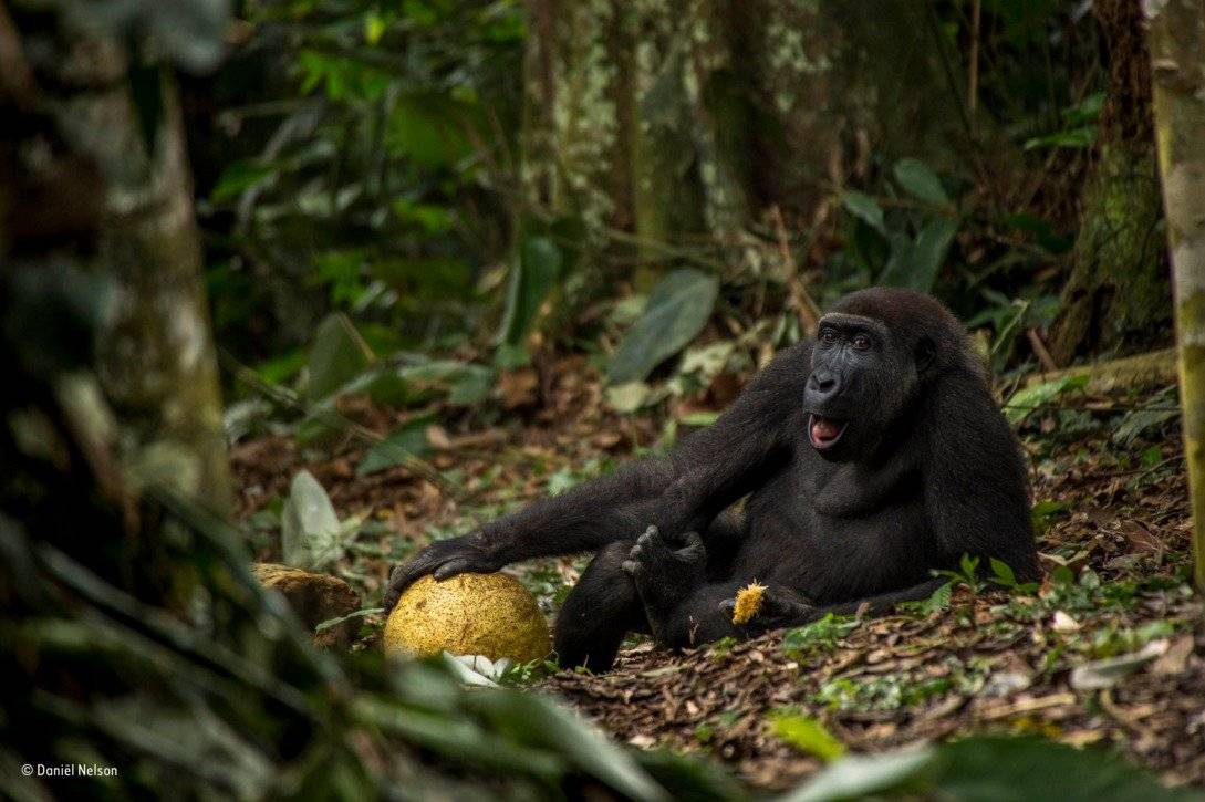 Fotografía ganadora del Wildlife Photographer of the Year categoría joven