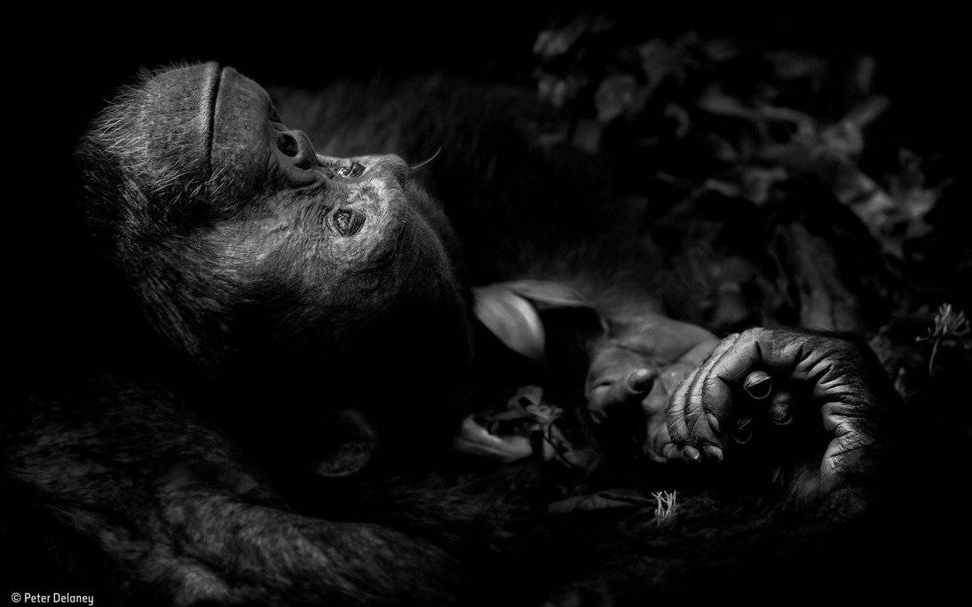 Fotografía ganadora del Wildlife Photographer of the Year categoría