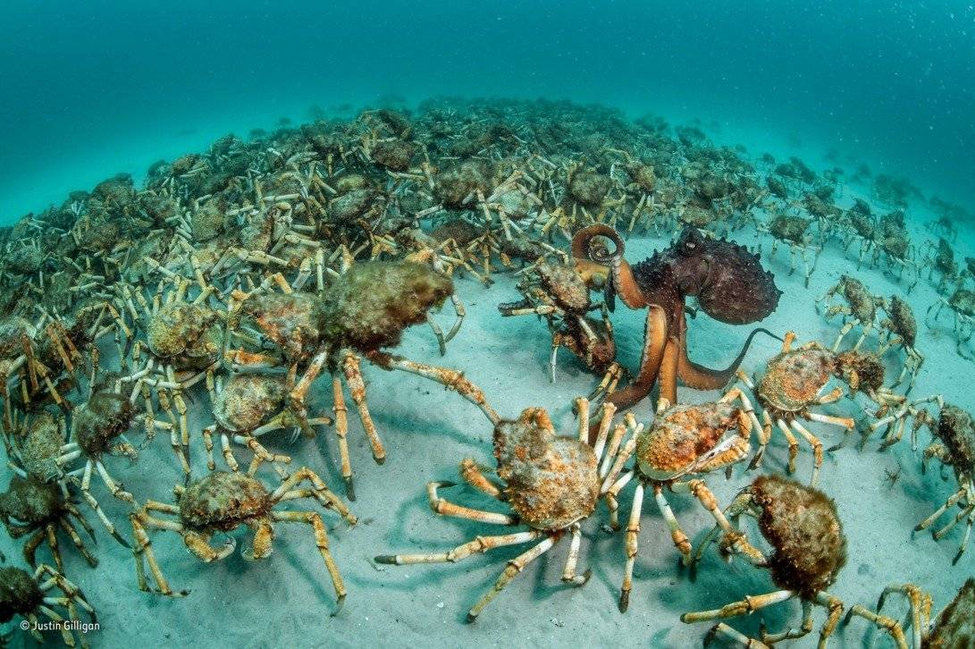 Fotografía ganadora del Wildlife Photographer of the Year categoría