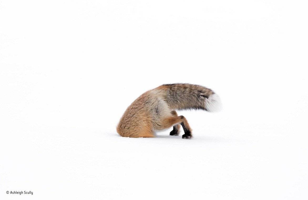 Fotografía ganadora del Wildlife Photographer of the Year categoría