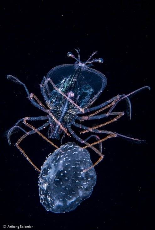 Fotografía ganadora del Wildlife Photographer of the Year categoría Bajo el Agua