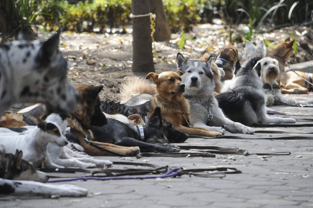 perros
