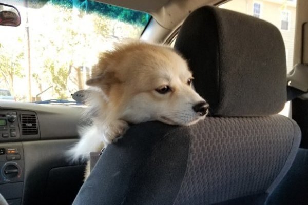 Estudio revela que tener perros alarga la vida de sus dueños Estudio revela que tener perros alarga la vida de sus dueños
