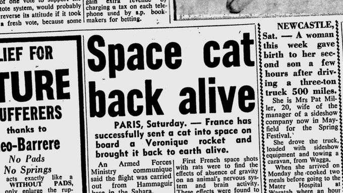 Gato espacial