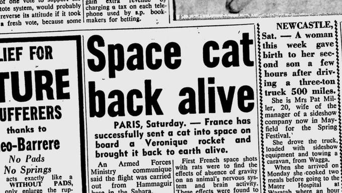 Gato espacial