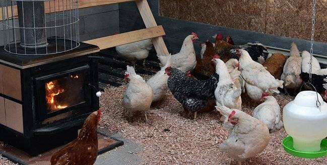 gallinas
