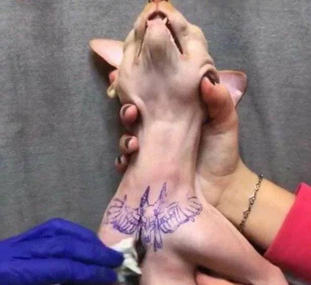 gato tatuaje