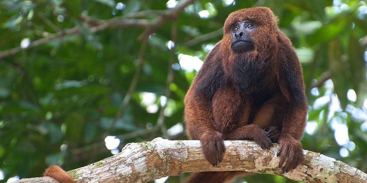 Macacos atuam como sentinelas da febre amarela para os humanos