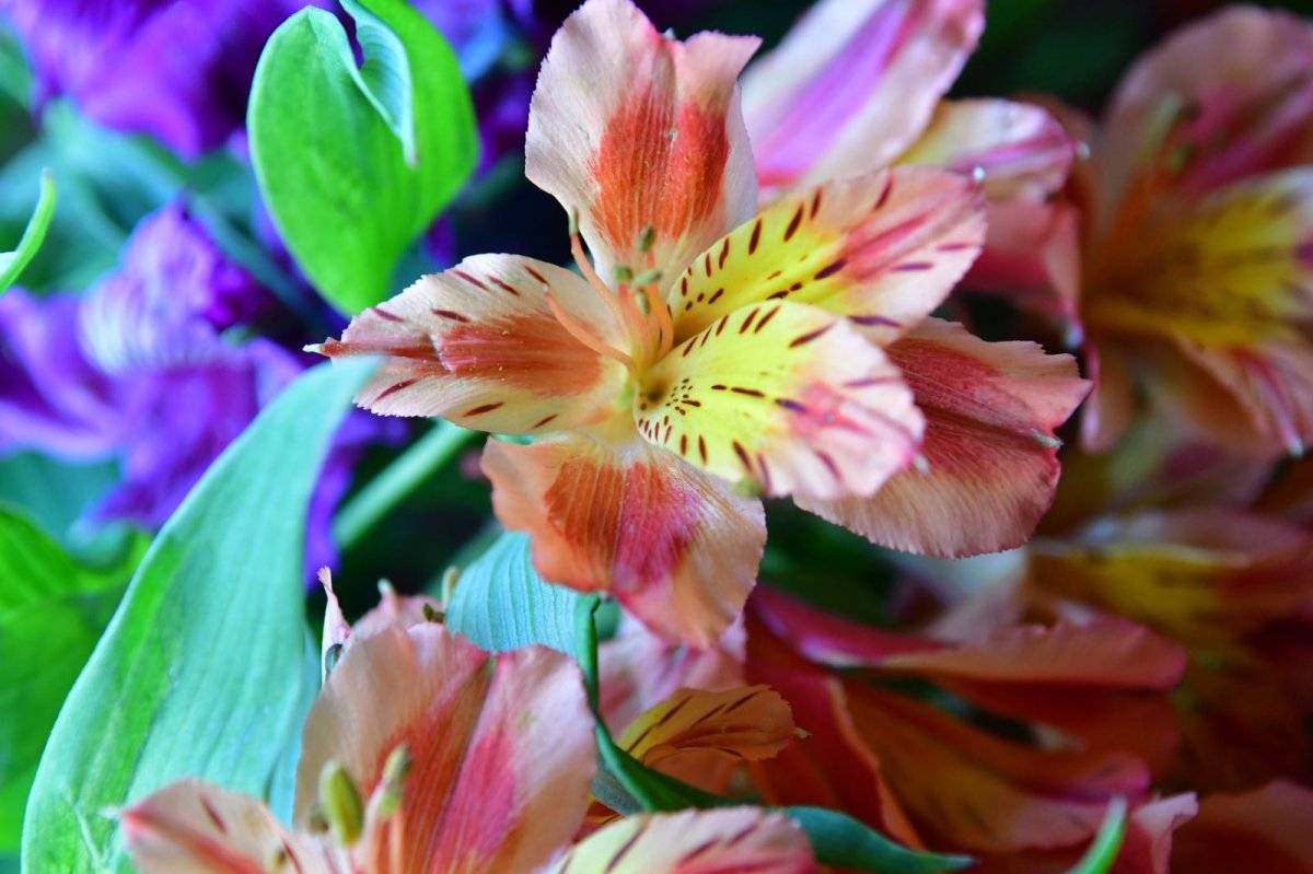 Flor