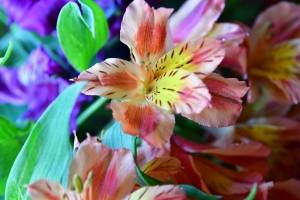 Flor