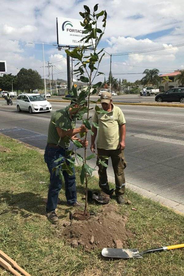 Reforestan tras tala clandestina de árboles en Bugambilias