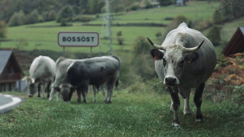 98545963vacas-4f11a1f7c2b334fcb401465c2f4edc08.jpg