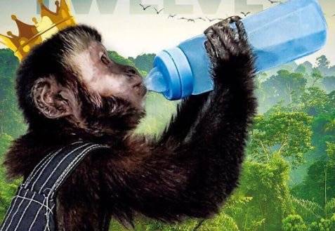 macaco latino