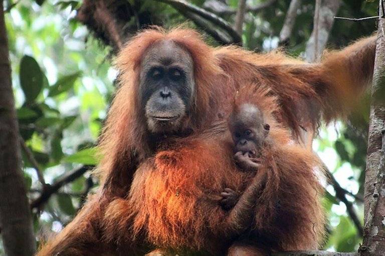 Nueva especie de orangután descubierta en Indonesia