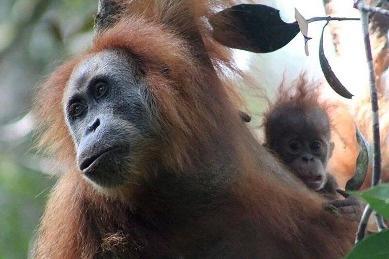 Nueva especie de orangután descubierta en Indonesia