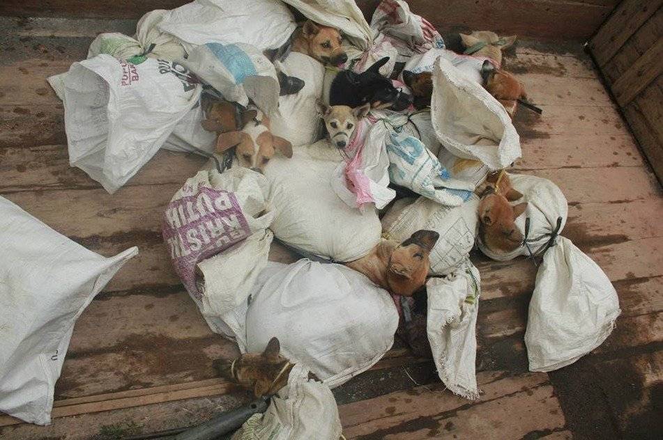 Perritos