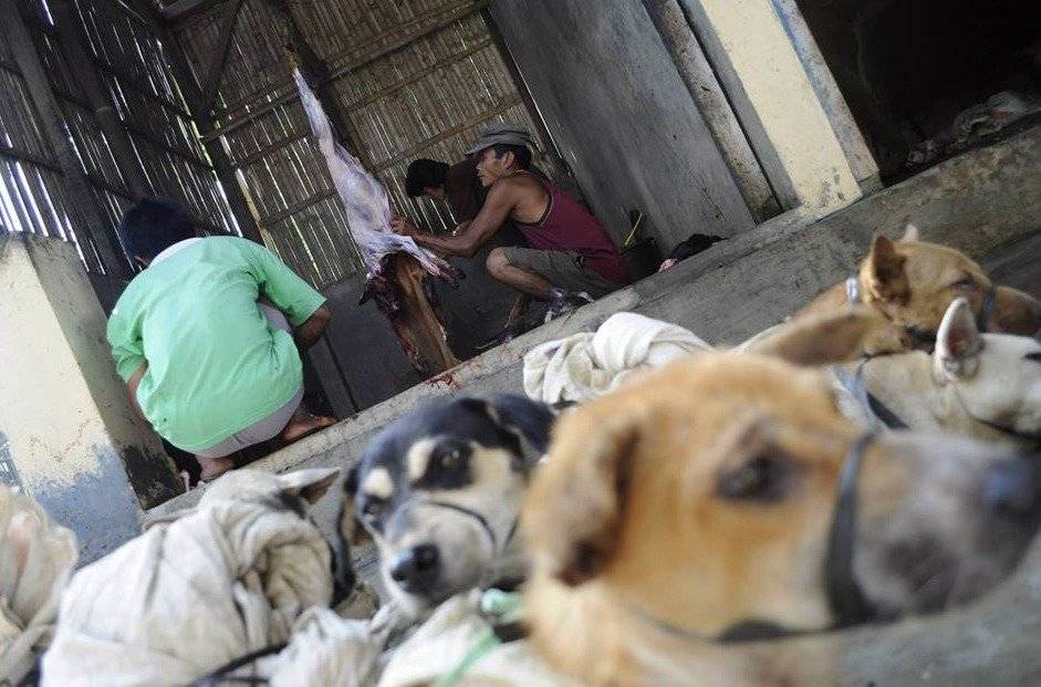Perritos