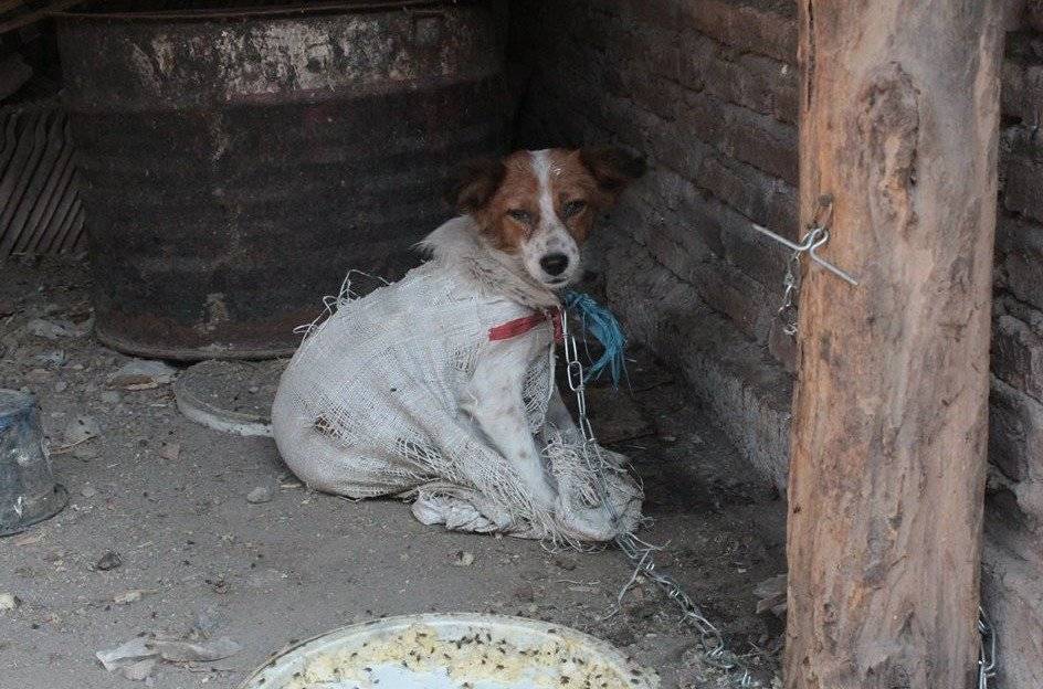 Perrito