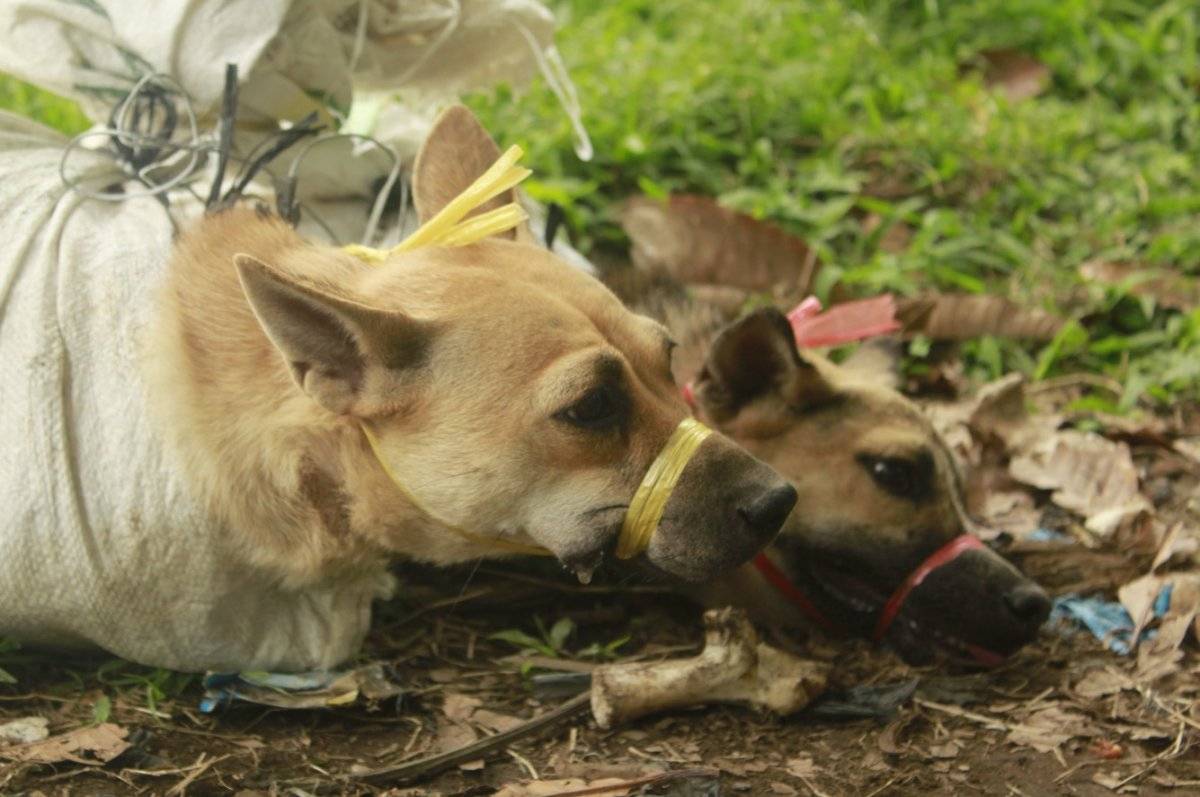 Perrito