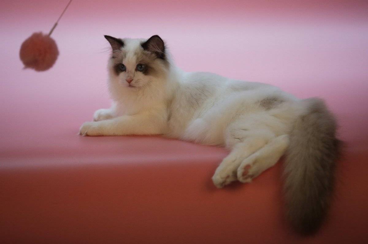 Gato