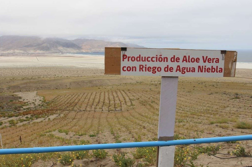 Atrapanieblas de Chañaral