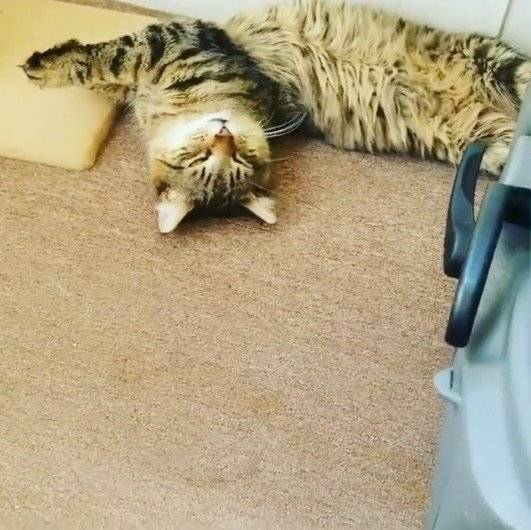 gatito