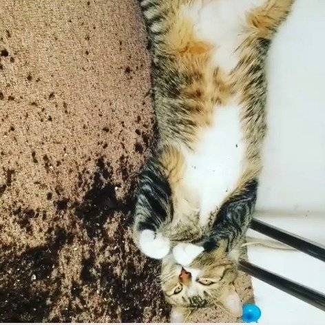 gatito