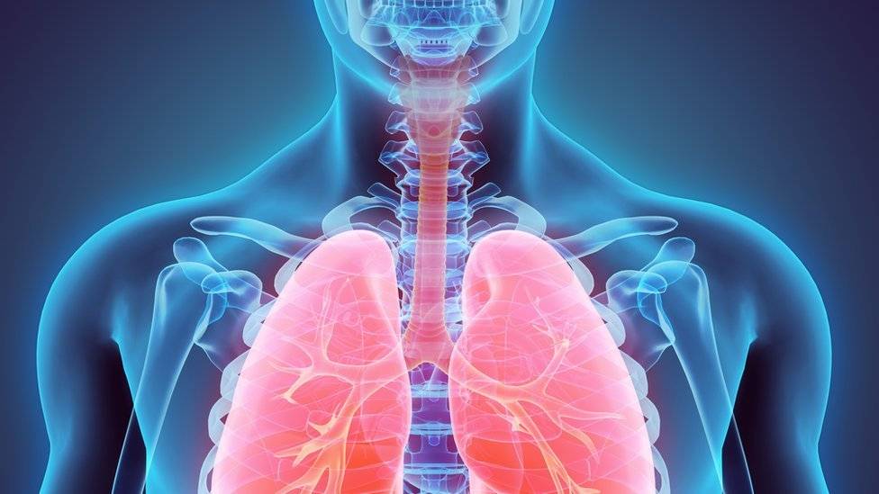 98735582pulmones-3859a927720e82ebbd49cce30eb96d2d.jpg