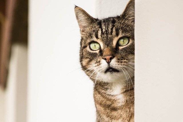 Gato