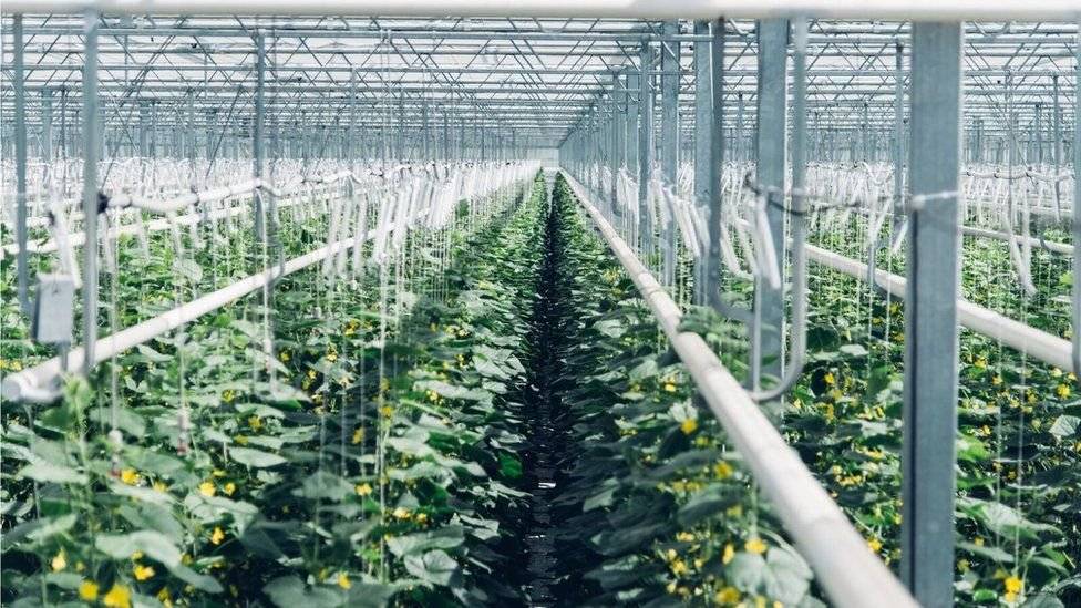 987632959859921614greenhousemeiercucumbercopyrightclimeworksphotobyjuliadunloppreview-b31394000306717ab3dc46281e2b0239.jpg