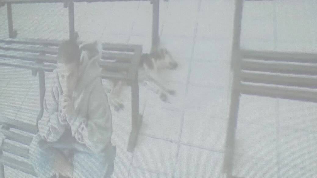 Dura condena a un pandillero que estuvo acompañado de un perro