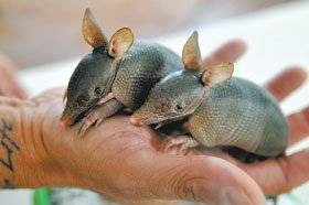 Tatu Chapada dos Veadeiros