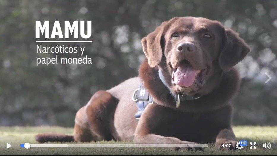perro
